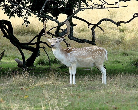 fallow deer